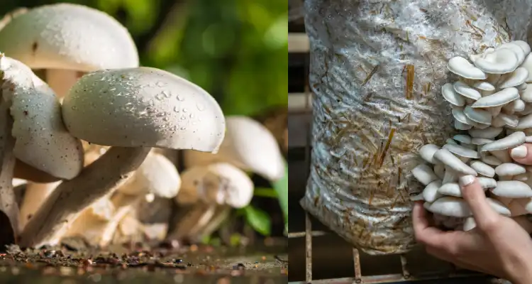 Benefits of mushroom farming