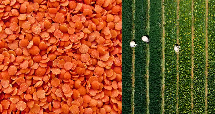Lentil Varieties