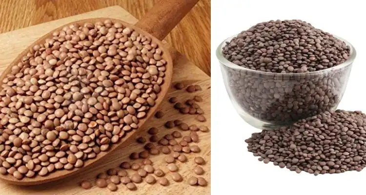 How to Increase Lentil Yield