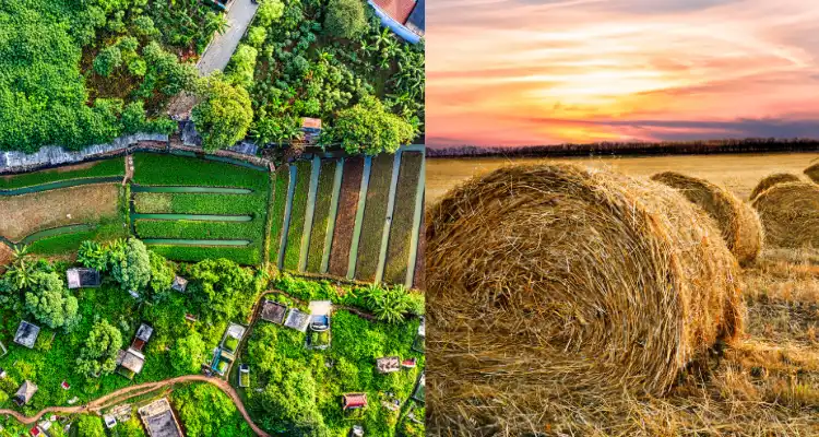 The Future of Indian Agriculture
