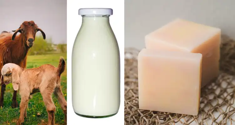 Goat milk nutrition