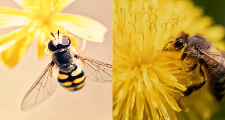 Honey bee farming