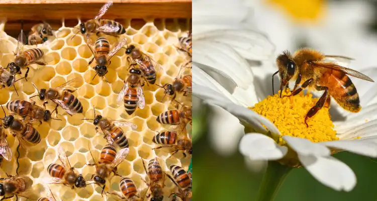 Benefits of beekeeping