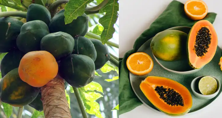 Papaya Cultivation – A Profitable Deal for Farmers