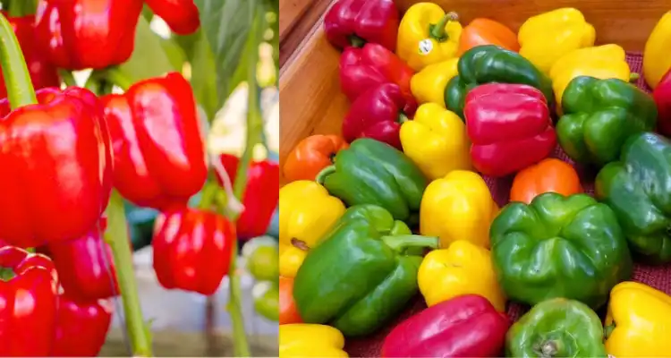 Cultivation of Colored Capsicums