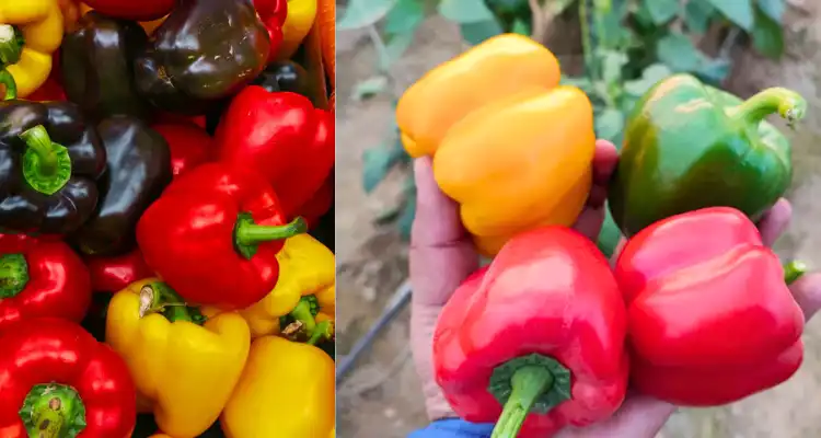 Profits from Capsicums