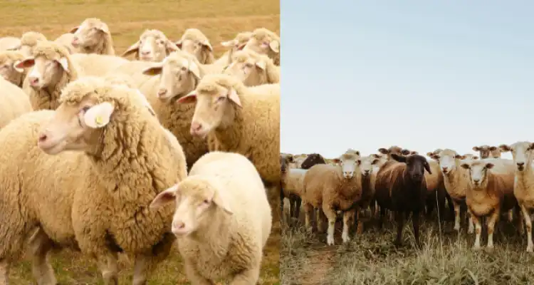 Profits from Sheep and Goat Farming
