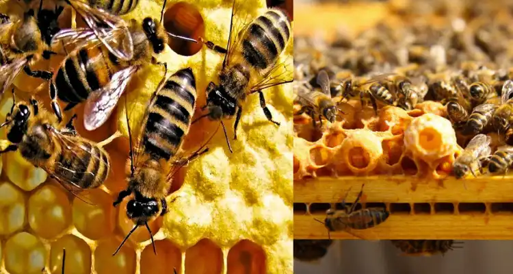 Difference Between Royal Jelly and Honey