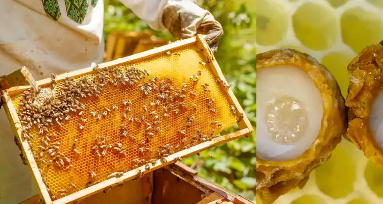 Royal Jelly Health Benefits