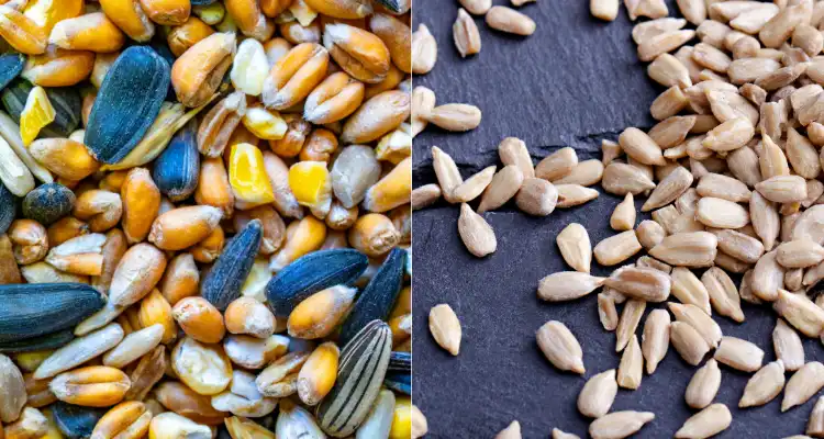 Hybrid Seeds vs. Native Seeds