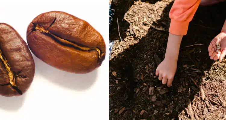 Advantages of Local Seeds