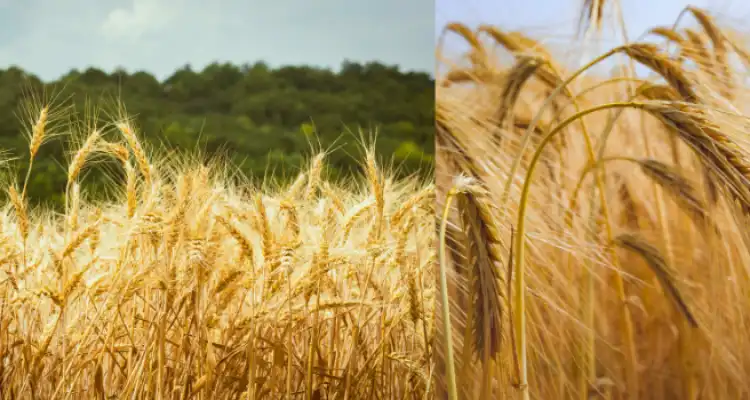 Rajasthan Wheat 6 Feet