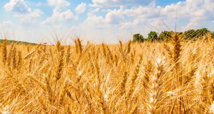 6 Feet Wheat Rajasthan