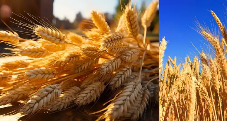New Wheat Discovery in Rajasthan