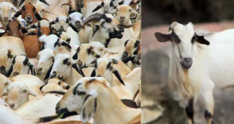 Goat Farming in India