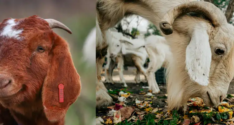 How to Start Goat Farming