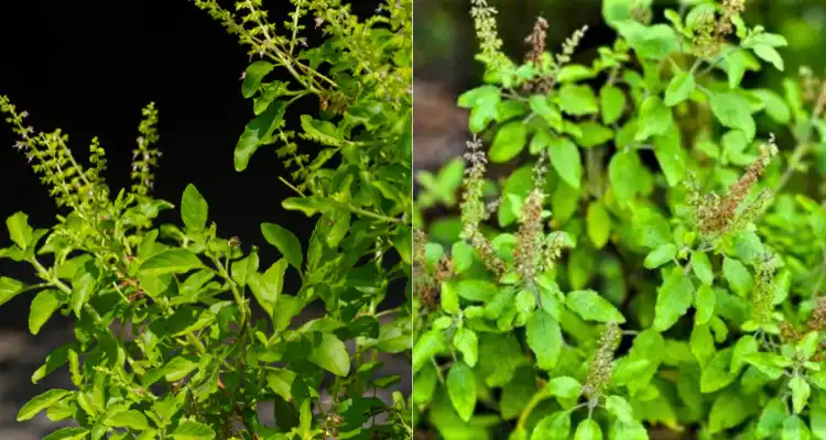  tulsi cultivation business