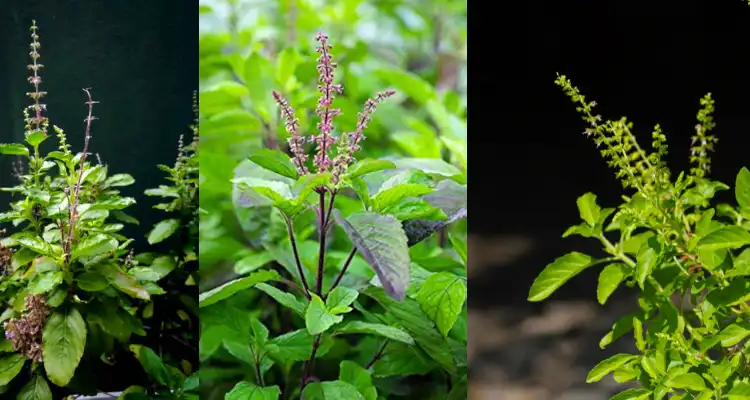 tulsi farming income