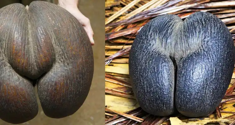 The World's Largest Nut