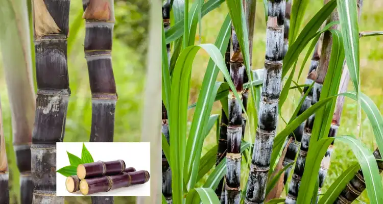 Black Sugarcane Cultivation
