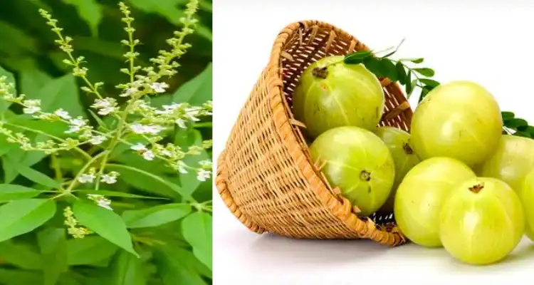 Ayurvedic Plants of India