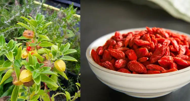 Ayurveda vs. Traditional Chinese Medicine