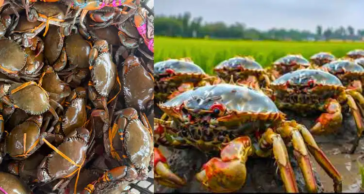 How to start crab farming in India