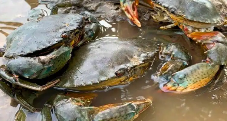 Step-by-step crab farming guide