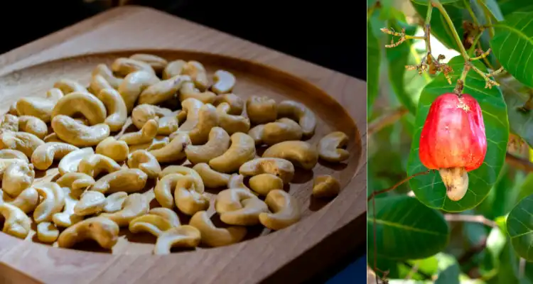 Profits from Cashew Farming