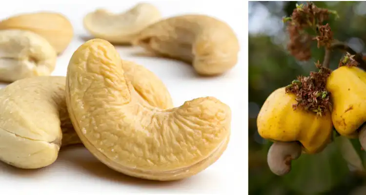 How to Grow Cashews