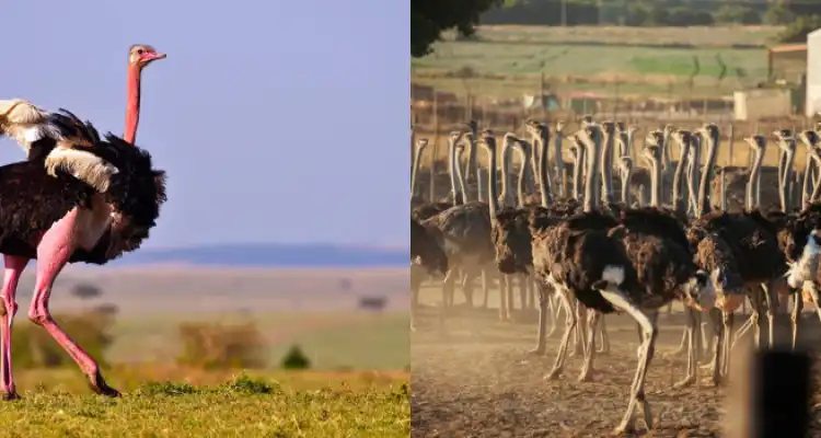 Earnings from Animal Husbandry