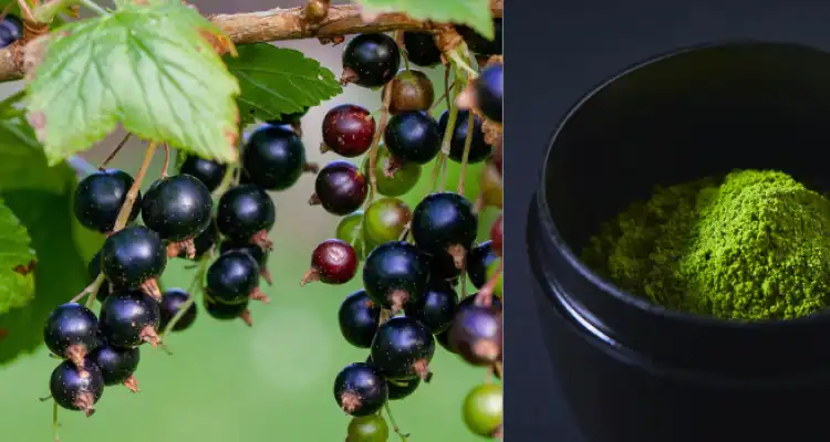 Earning Money from Jamuns