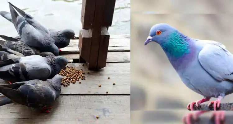 Profits from Pigeon Farming