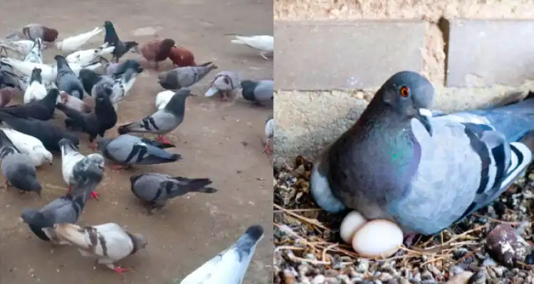 Pigeon Farming Business Plan
