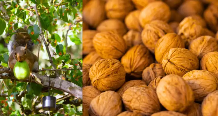 Walnut farming in the highlands