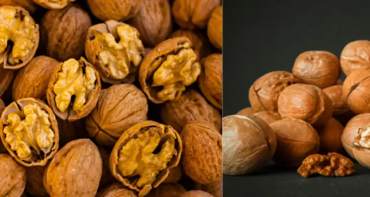 Walnut cultivation