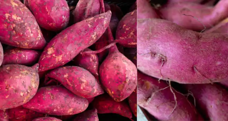Sweet Potato Cultivation