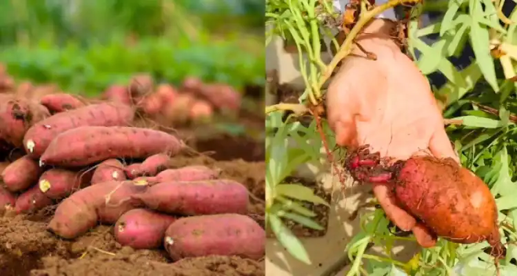 Sweet Potato Production