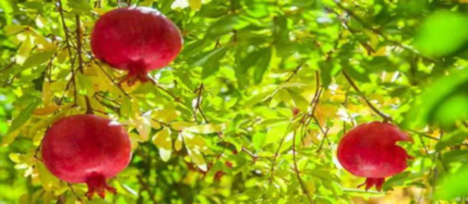 इनफोफिफ में नौकरी छोड़, खेती कर प्रतिमहा 30 लाख तक कमाती हैं ये महिला किसान_5084