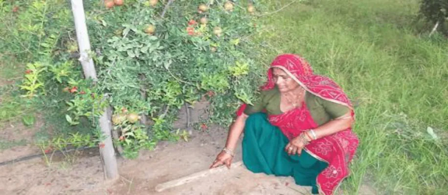 दीमक से फसलें बचाने का अद्भुत अनुसंधान_1235