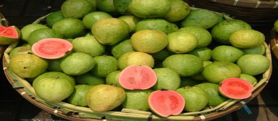 ऐसे करें अमरूद की खेती और कमाऐं लाखों रुपये_1418