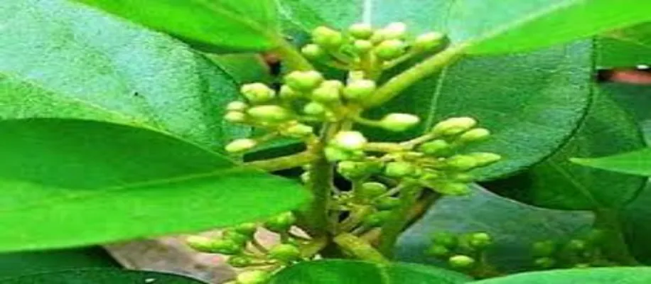 गुड़मार की खेती है अति लाभदायक,  ऐसे उगाएं और पाएँ अनगिनत फायदे_1371