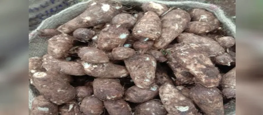 रामचंद्र पटेल अरबी की खेती कर कमातें हैं लाखों_4439
