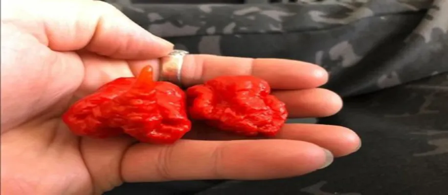 क्या सच में इस मिर्च के सेवन से हो सकती है मौत_7694
