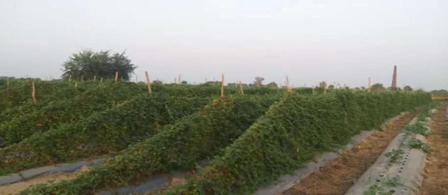 रमेश कुमार की तरह करेले की खेती कर कमाऐं लाखों_3289