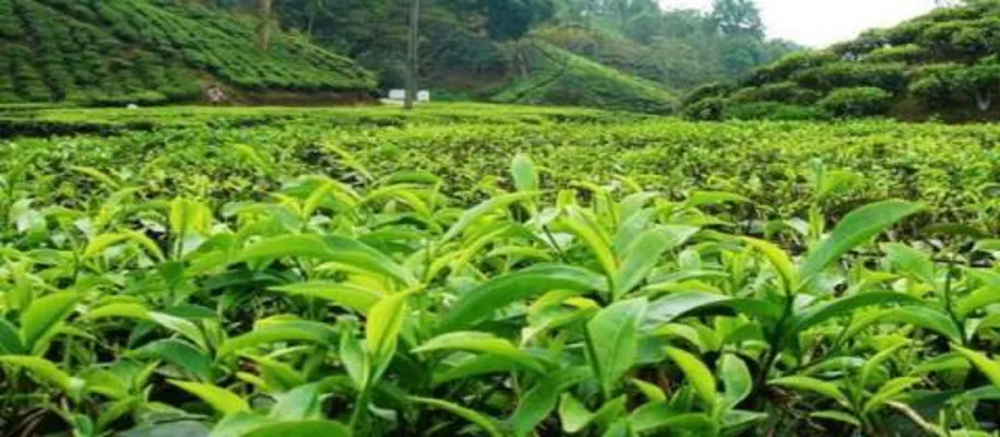 दुनियाभर में है डिमांड, 75 हजार रुपए किलो चायपत्ती_7741