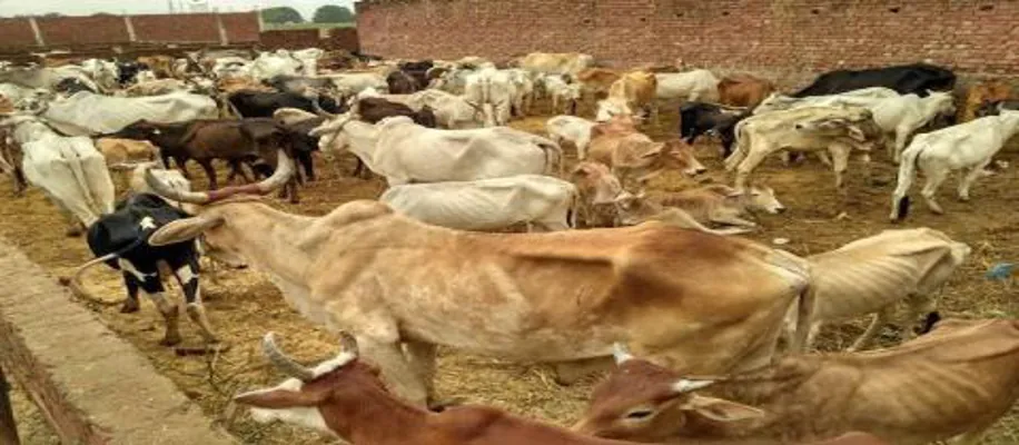 गोवंश की टूटती सांसों का सहारा,बचा चुके हैं 10 हज़ार गोवंश की जान_2388