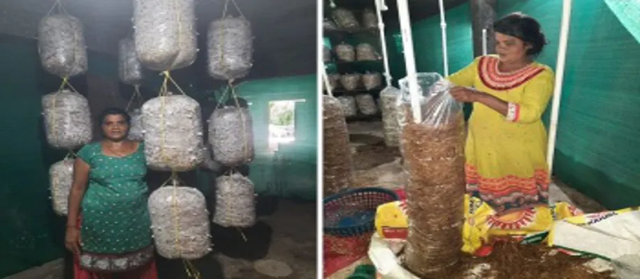 घर में बिना मेहनत मशरूम उगाओ और लाखों कमाओ_7138