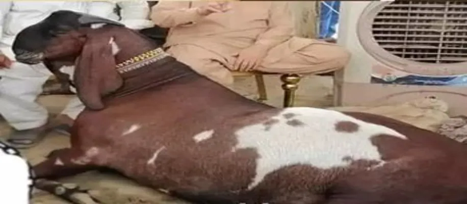 बकरा नहीं छोटा हाथी है ये_4338