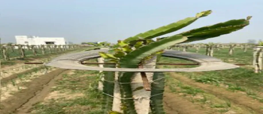 जानिए कैसे कमाए ड्रैगन फ्रूट की खेती से लाखों_6872